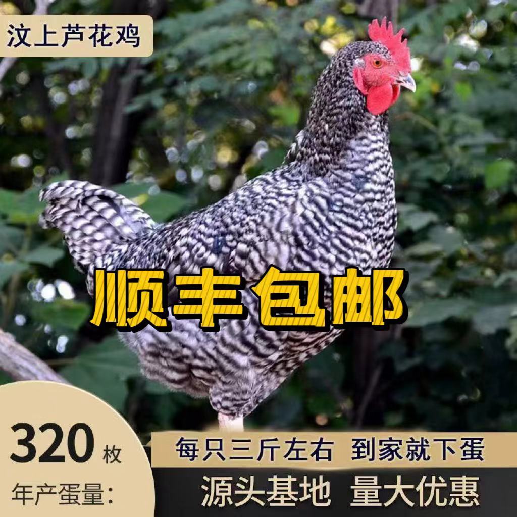 【顺丰包邮】3斤以上汶上
