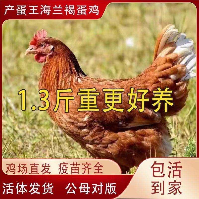 1.3斤海兰褐产蛋王下蛋鸡活鸡苗包活到家青年鸡活苗红毛粉壳蛋鸡