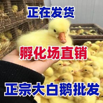 鹅苗现货正宗大种白产蛋