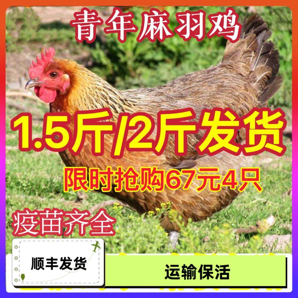 1.5斤麻羽鸡产蛋王2斤鸡活苗正宗农家散养半大绿壳蛋母鸡土鸡小鸡,农用物资,动物种苗,淘宝优惠券,粉丝福利购,淘宝优惠卷