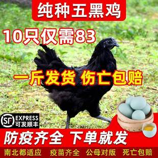 一斤纯种五黑鸡活苗高产绿壳蛋鸡黑鸡苗活体下蛋母鸡苗脱温鸡活苗