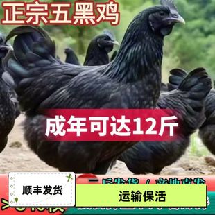 纯种二斤五黑鸡苗二斤绿壳蛋鸡活苗青年鸡乌骨鸡下蛋五黑鸡母鸡苗