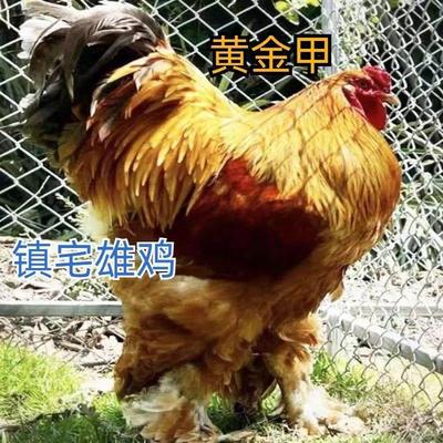 【全新品种】一斤左右大