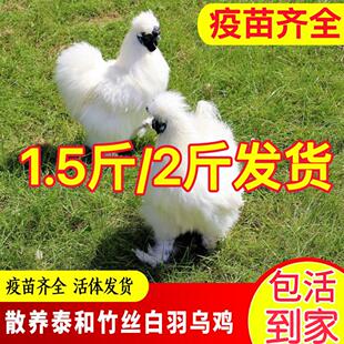 1.5斤白凤乌骨鸡2斤现货活体泰和乌鸡脱温竹丝鸡苗散养土鸡月子鸡