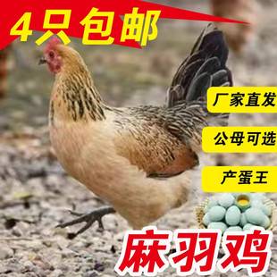 纯种麻羽高产绿壳蛋鸡活苗绿壳蛋鸡活体脱温苗下蛋鸡小鸡活苗青脚