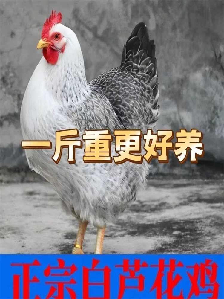 一斤散养白芦花鸡活苗活体脱温鸡绿壳蛋鸡苗半大小鸡仔芦花鸡苗
