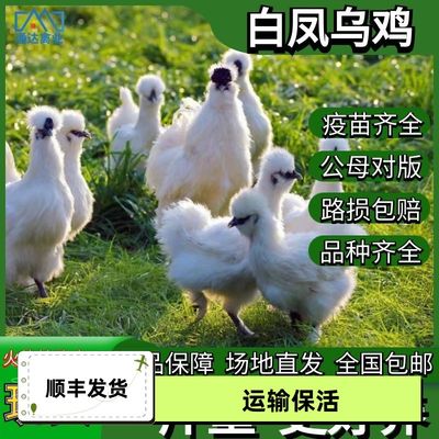 正宗一斤纯种白凤乌鸡苗