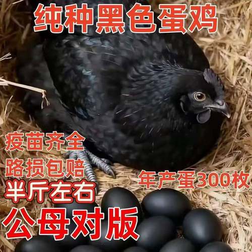 半斤【黑壳蛋鸡】黑壳蛋鸡营养丰富黑壳蛋鸡苗正宗可以下黑壳蛋的