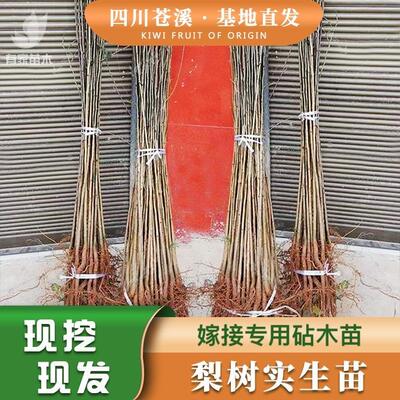 梨树果苗实生苗砧木未嫁接四川现挖原生苗占地苗嫁接专用苗野生苗