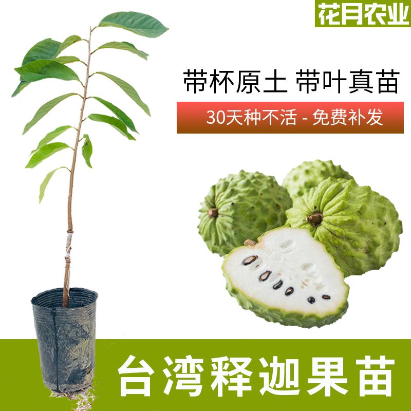 正宗台湾凤梨释迦果苗树特大番荔枝佛陀嫁接真苗当年结果南方种植图片