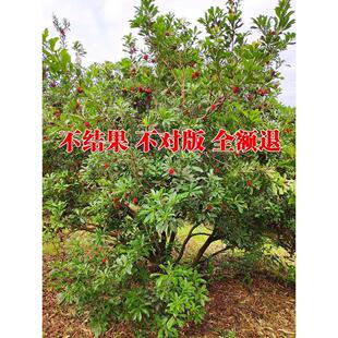 浙江嫁接东魁黑炭杨梅树苗活苗耐寒南方种植特大果树苗当年东槐苗