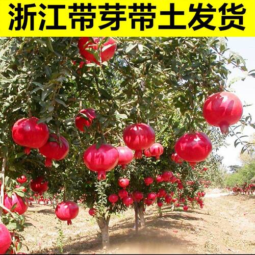突尼斯软籽石榴树苗盆栽地栽无籽石榴苗特大南北方种植当年结果苗