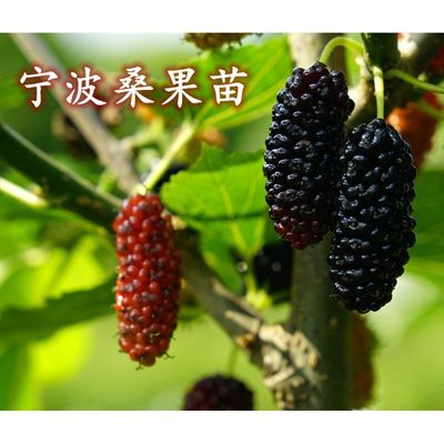 清荷果木宁波桑葚果树苗 盆栽桑果苗 果桑结果苗桑叶树颗颗嫁接