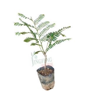 油甘果苗 大肉牛甘果 嫁接红肉余甘果树苗 新品种包邮热销中广西