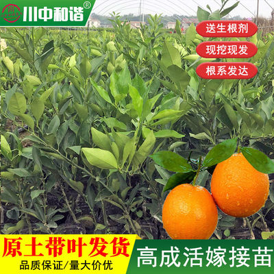 长叶香橙苗柑橘苗果树苗嫁接苗新品种柑桔苗四川基地火热直销早熟