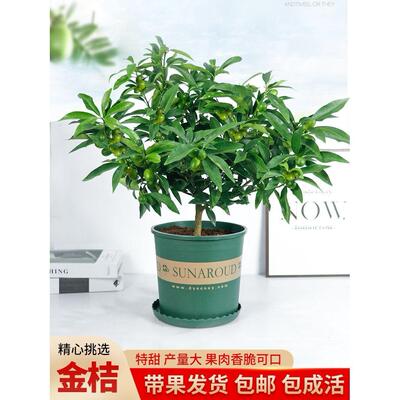 脆皮金桔树苗四季金橘盆栽室内室外栽种食用带果果树观赏盆景