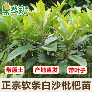 杭州塘栖软条白沙嫁接枇杷苗 白枇杷树苗木果苗 挂果苗可实地考察