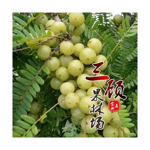 特大油甘苗甜种 余甘果 油柑苗 玻璃油柑嫁接果树苗牛柑子图片