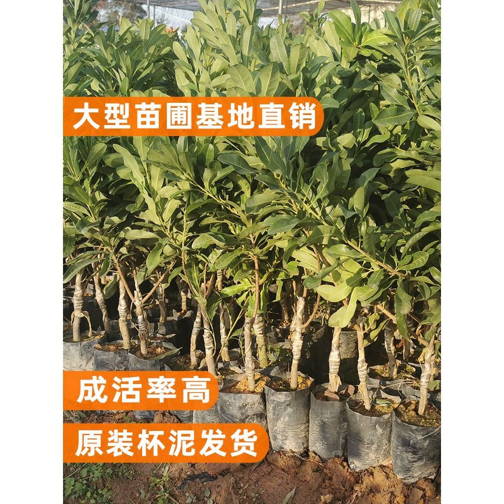 杨梅苗东魁杨梅苗嫁接树苗六月杨梅荸荠杨梅南方北方庭院种植果苗图片
