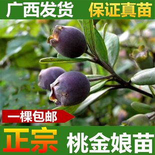 桃金娘苗捻子树苗山棯树苗盆栽乌稔子果苗菍子苗当年结果南方包邮
