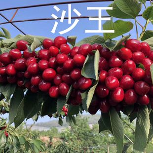 大连沙王大樱桃车厘子树苗盆栽两年二三四五六七八南北方庭院嫁接