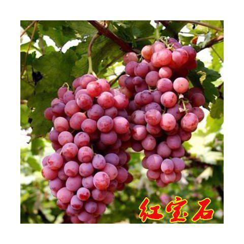 新疆吐鲁番葡萄苗果树苗南方北方种四季盆栽爬藤葡萄树苗当年结果