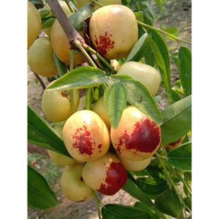 枣树活苗青枣冬枣苗树苗特大果树果苗南方北方嫁接阳台盆栽水果苗