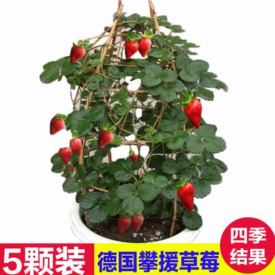 德国 攀援草莓苗四季结果 盆栽绿植爬藤 果树苗Aromastar种子苗
