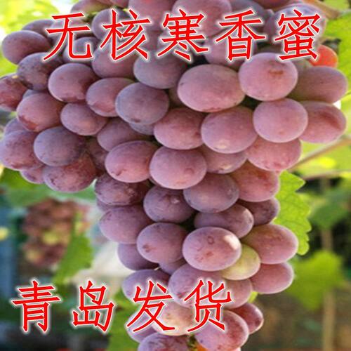 无核寒香蜜葡萄苗嫁接美国无核王葡萄树苗盆栽 果树苗南北方种植