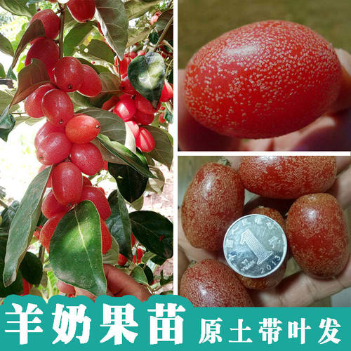 果树羊奶果树苗嫁接甜胡颓子果树苗当年结果南北方种盆栽地栽包邮
