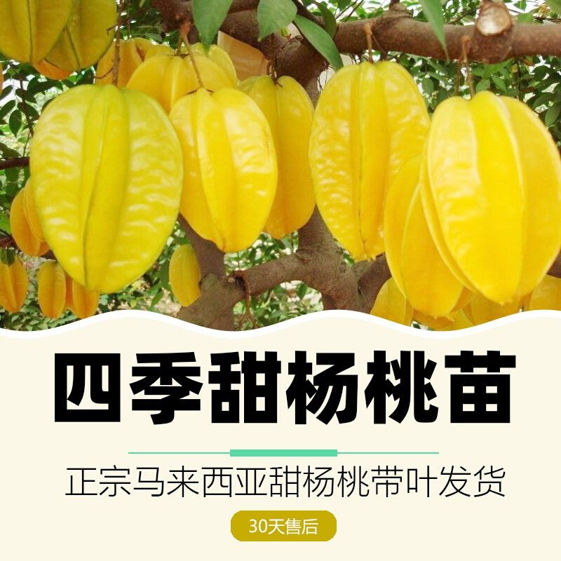 杨桃苗马来西亚甜杨桃树苗 洋桃苗阳桃盆栽水果苗庭院绿植图片