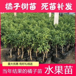 金桔盆栽带果桔子树苗四季结果室内观赏食用小金钱桔苗橘子树果苗
