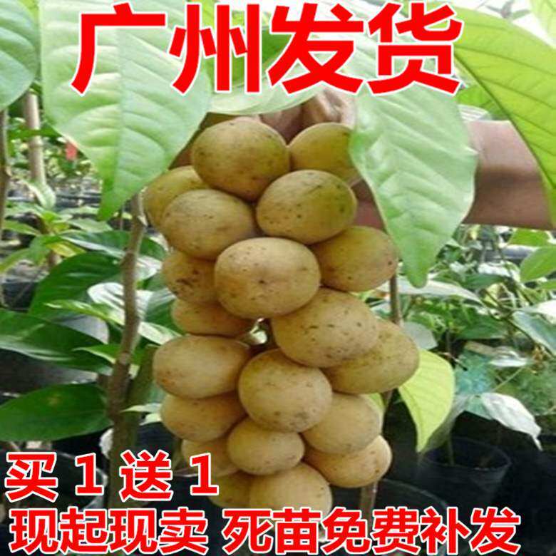 泰国进口水果苗果树苗庭院盆栽地