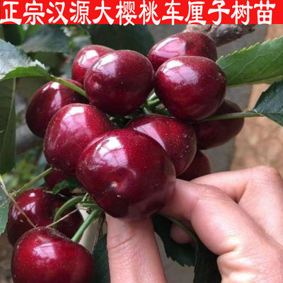 正宗嫁接四川汉源大樱桃树苗红灯黑珍珠红车厘子特大树苗甜冰库