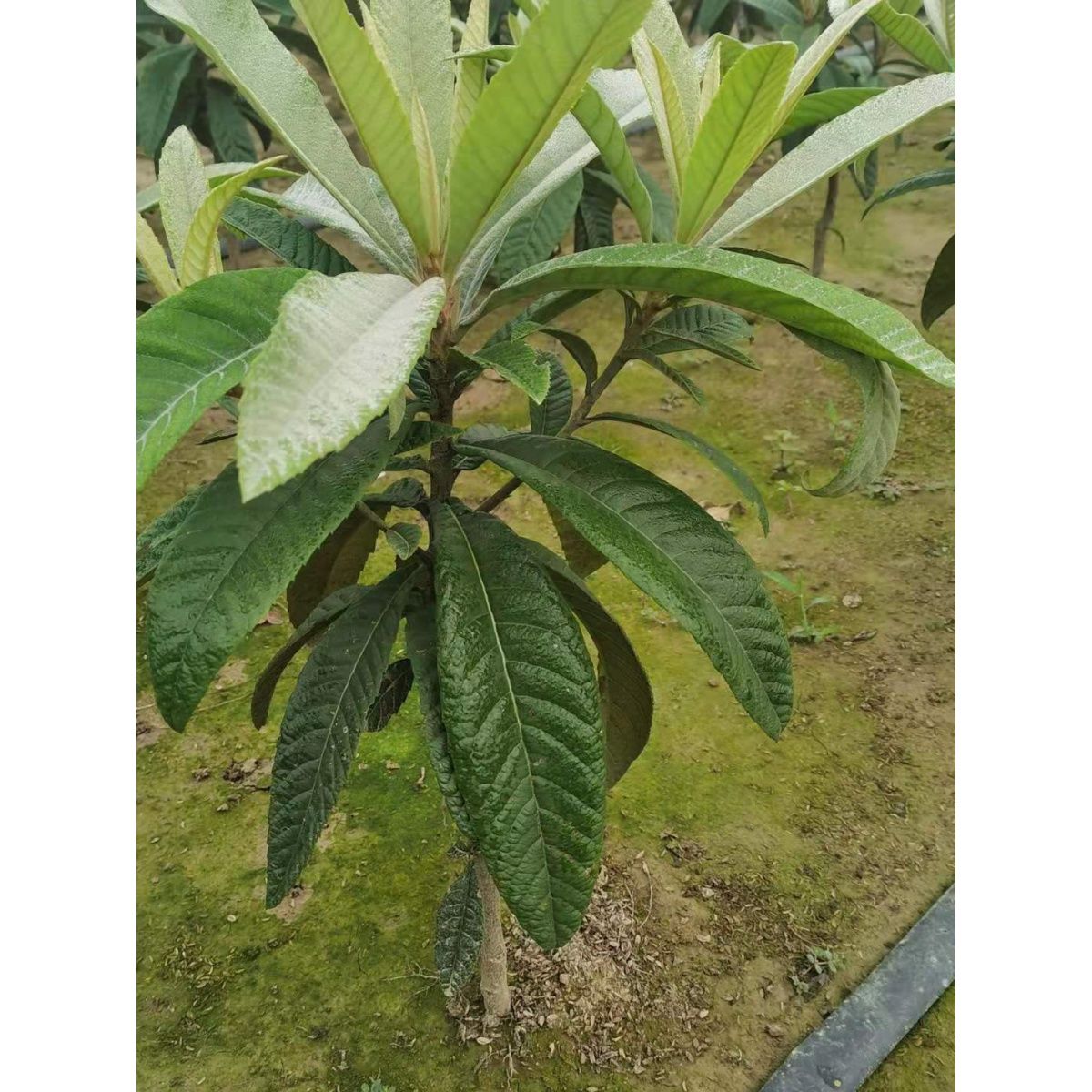 东山白玉枇杷树苗  嫁接枇杷苗  一年生嫁接苗  带分枝  品种正宗图片