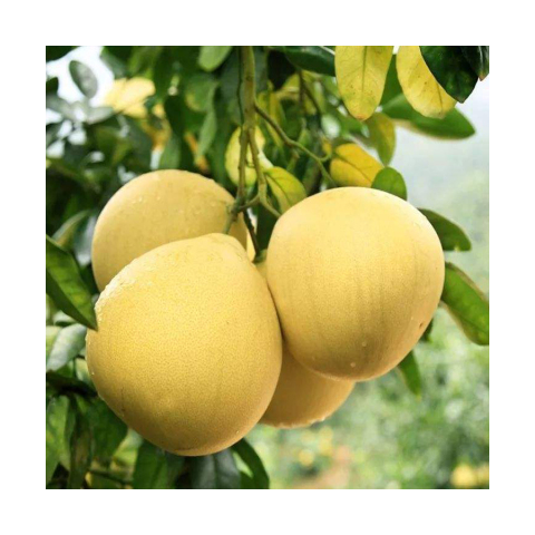 胡柚树果苗嫁接南北方大苗庭院地栽种植甜柚蜜柚子果树苗当年结果