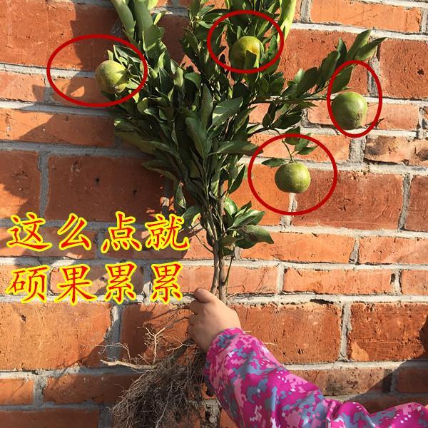 高糖建阳 潭甜桔柚 庆元甜橘柚 桔柚嫁接苗 黄金柑果苗桔苗果树苗图片