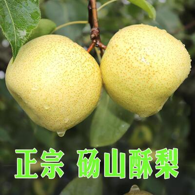 梨树嫁接苗砀山梨树苗白酥梨子树苗当年结果南方北方种植果树苗