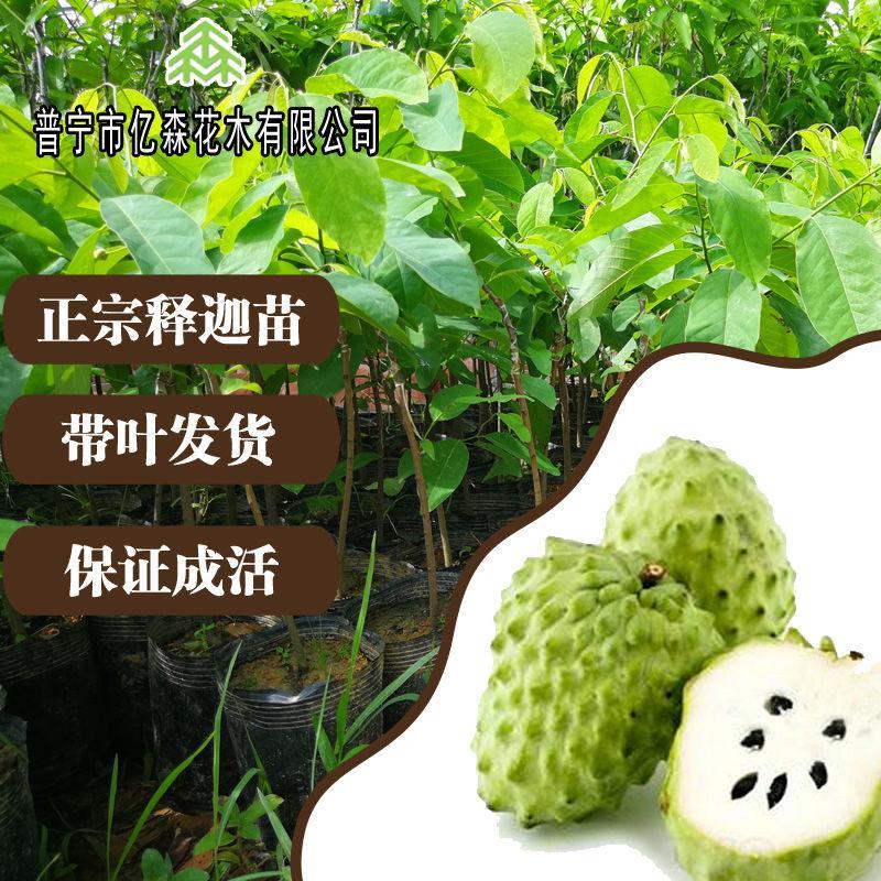 四季水果苗释迦果树苗台湾凤梨释迦果苗当年结果佛陀果番荔枝苗图片