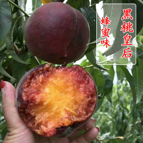 嫁接超甜特大黑桃皇后蜜甜桃南北方庭院地栽盆栽果苗当年结果树苗