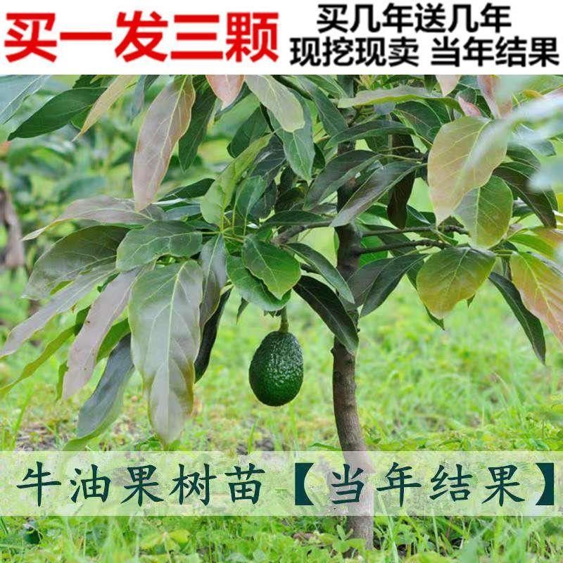 墨西哥牛油果树苗南方北方种植嫁