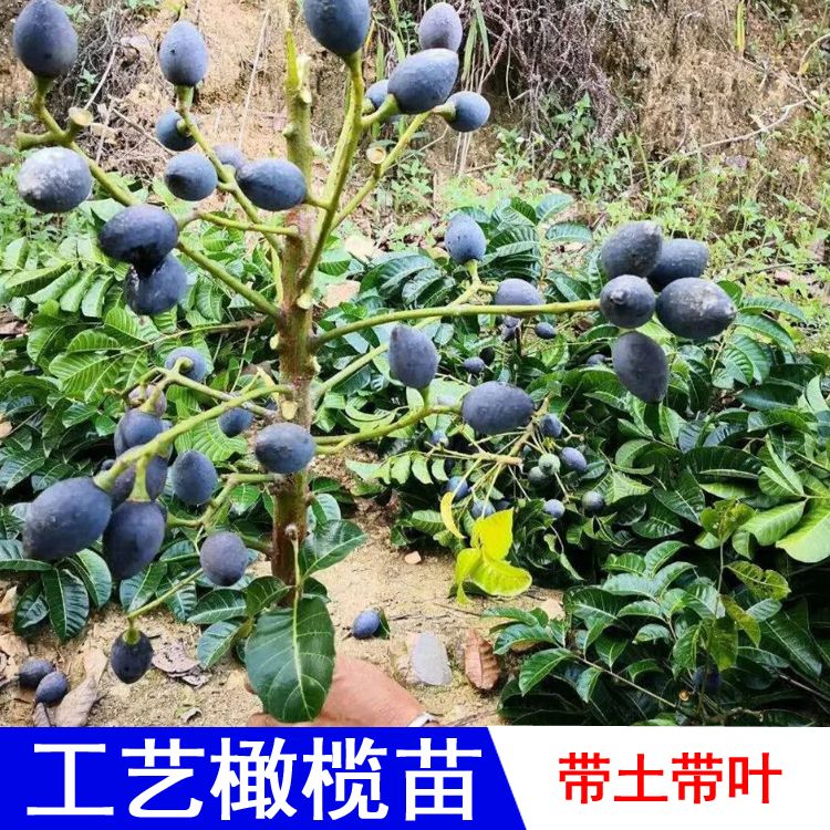 黑榄大核工艺橄榄苗青橄榄树苗果树嫁接乌榄南北方种甜橄榄果苗图片