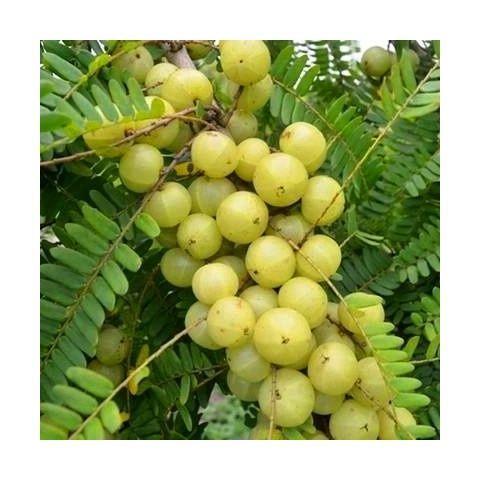 南方油甘果苗余甘果苗大粒嫁接狮头珍珠油甘果树苗油甘苗余甘子苗图片