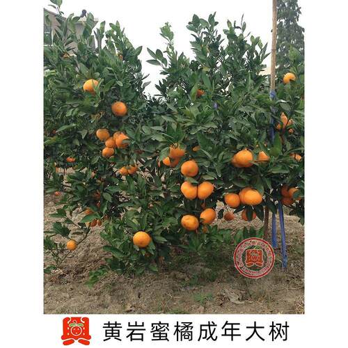 黄岩蜜桔树苗 桔树带土 嫁接桔树苗大树 黄岩蜜橘柑橘苗