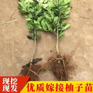 福建仙游度尾红心文旦柚子包邮10斤老树新鲜水果树苗礼盒国庆送礼