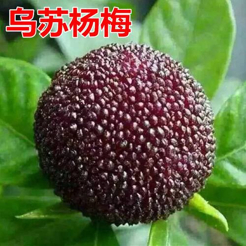 乌苏杨梅树大树苗庭院地栽四季特大果树苗阳台盆栽嫁接当年结果