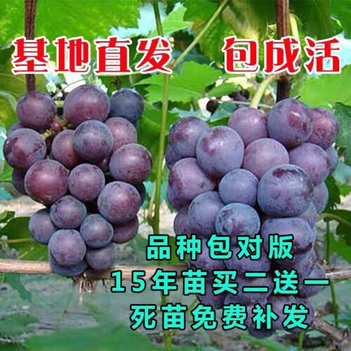 葡萄树苖特大巨峰葡萄苗爬藤阳光玫瑰葡萄树苗北南方种植果树果苗