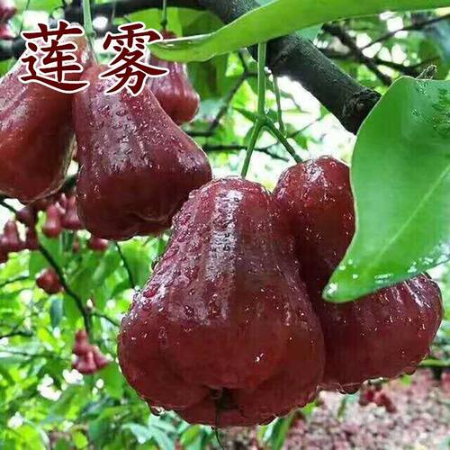 莲雾苗黑金刚大叶红台湾品种嫁接南方果树苗庭院地栽当年开花结果