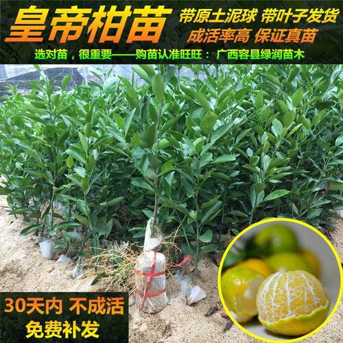 【带土带叶】皇帝柑树苗嫁接无核沃柑小金蜜桔沙糖桔红江橙果树苗
