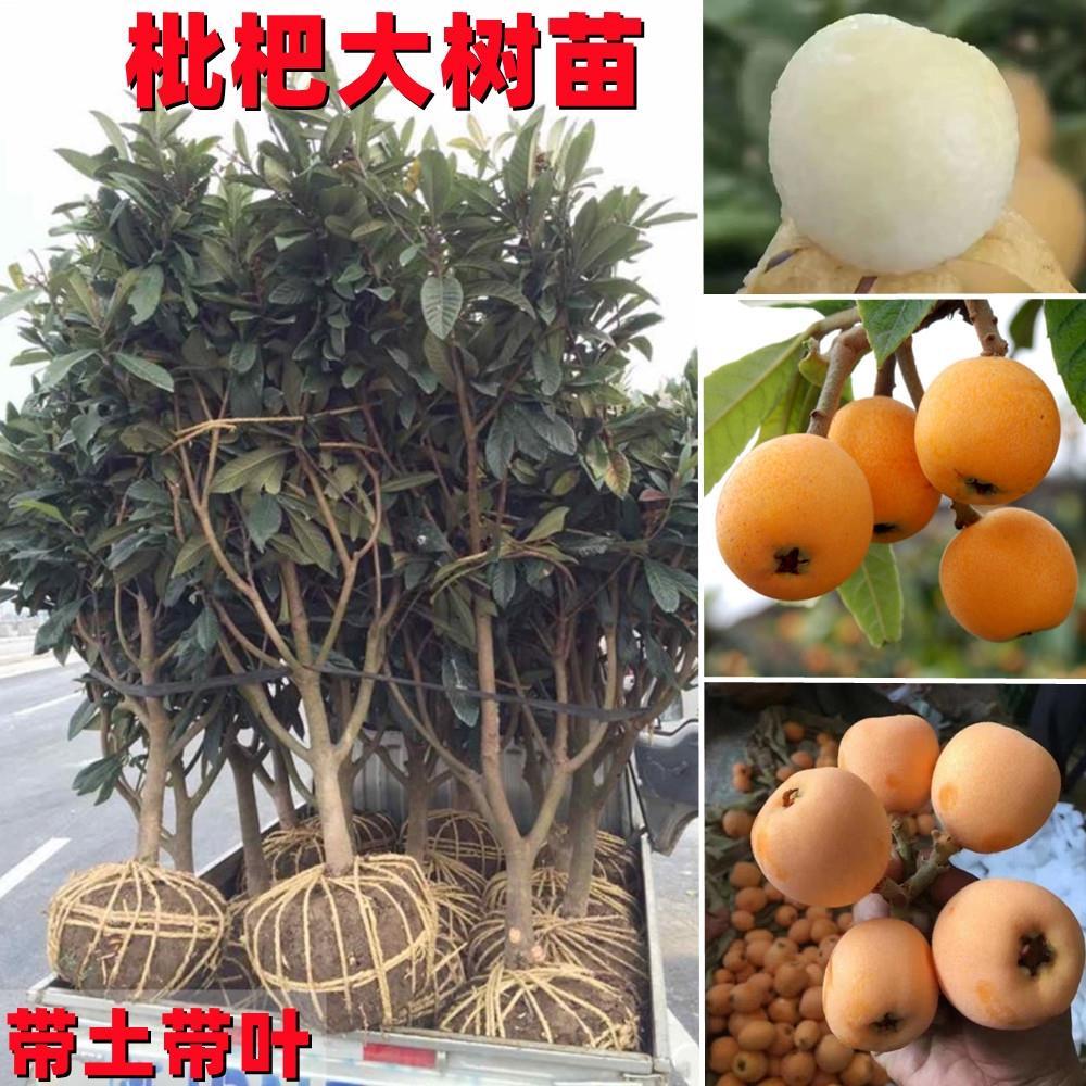 特大枇杷树果苗大五星枇杷嫁接苗水晶白玉枇杷苗大树当年结果带土图片